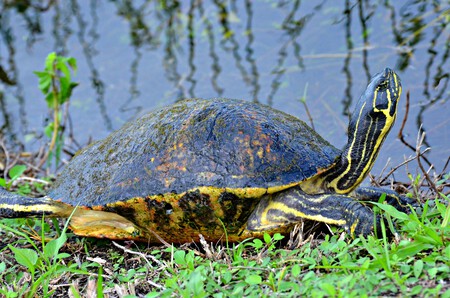 Tortuga de Florida