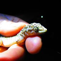 Alguien le tomó una foto a esta fascinante salamanquesa en Tehuacán. Resultó ser una especie jamás vista en el planeta