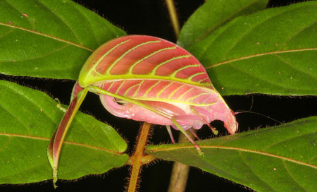 Esta especie de saltamones descubierto en 2016 es el clon de una hoja