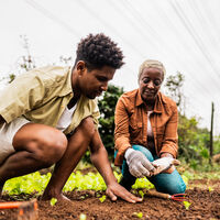 Um quintal comum é transformado em fábrica de alimentos e composto orgânico; o que é o Sisteminha Embrapa
 