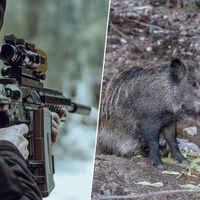 Barcelona lleva años conviviendo con jabalíes en sus calles. Ahora ha empezado algo mucho más parecido a una operación militar