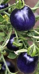 Tomates azules para elaborar vacunas