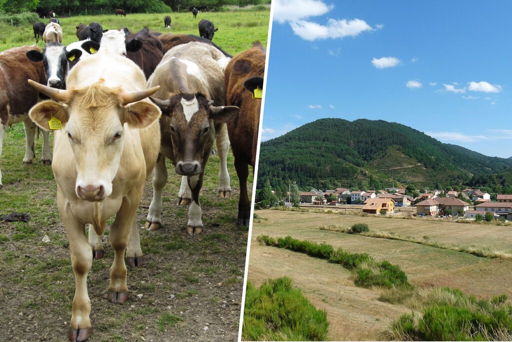 Un pueblo de León quiso obligar a sus ganaderos a recoger las boñigas de sus vacas. Ganaderos (y vacas) tenían otros planes