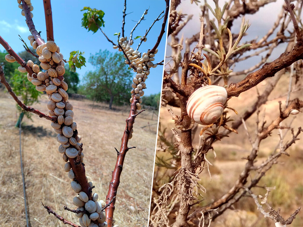 Los mallorquines ya no comen tantos caracoles. Ahora, su población está creciendo tanto que asusta a los agricultores