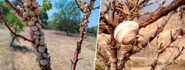 Los mallorquines ya no comen tantos caracoles. Ahora, su población está creciendo tanto que asusta a los agricultores 
