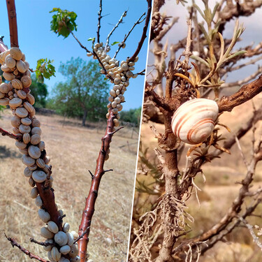 Los mallorquines ya no comen tantos caracoles. Ahora, su población está creciendo tanto que asusta a los agricultores 