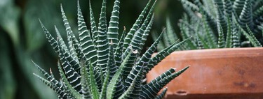 Cómo cuidar la planta cebra: la suculenta decorativa que puedes reproducir fácilmente en casa  