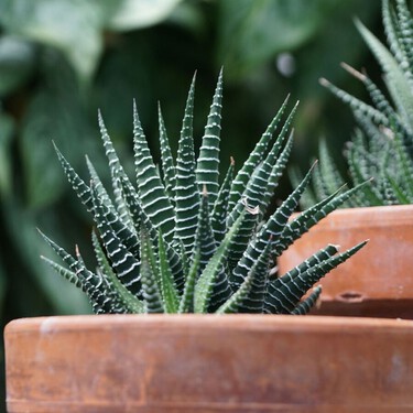 Cómo cuidar la planta cebra: la suculenta decorativa que puedes reproducir fácilmente en casa  