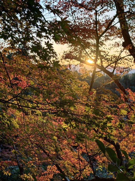 Oppo Find X9 Pro Analisis Review Experiencia Uso Mexico Pruebas Fotos Camara Telefoto Zoom 3x