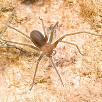 Araña violinista: cómo identificar la telaraña de la araña del rincón. Qué hacer si te la encuentras y cómo evitar su picadura 
