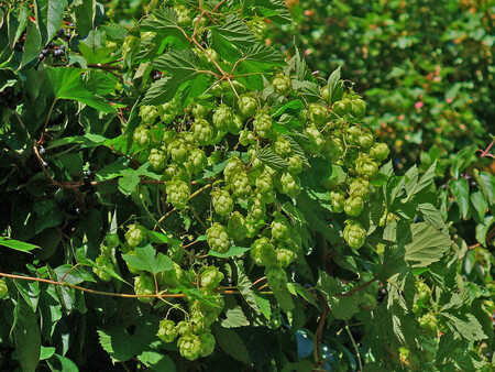 Humulus Lupulus 007