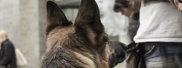 Cómo entrenar a un perro con un clicker sin abusar de esta herramienta 