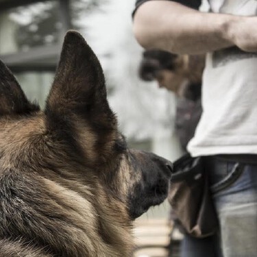 Cómo entrenar a un perro con un clicker sin abusar de esta herramienta 