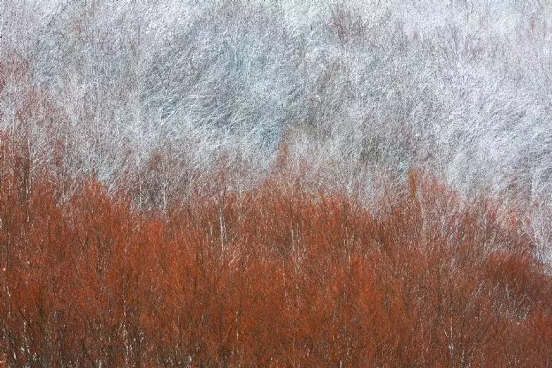Foto de Arte en la naturaleza (8/10)