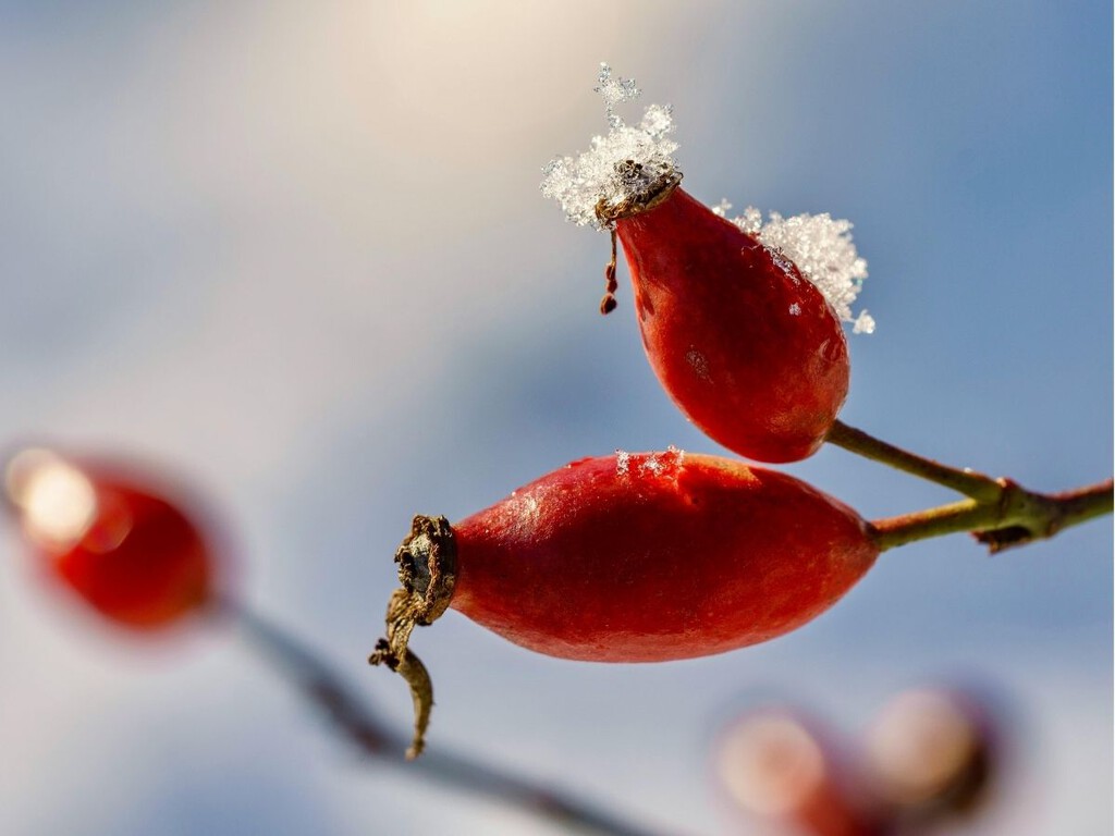 Plantas resistentes a heladas suaves: qué especies soportan 0ºC y pueden vivir en balcones fríos