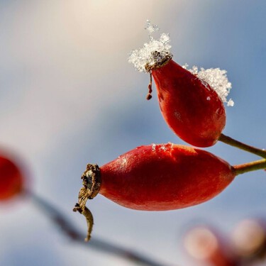 Estas plantas resistentes a las bajas temperaturas son ideales para sobrevivir al invierno en terrazas y balcones fríos