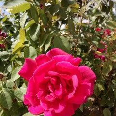 Foto 4 de 22 de la galería muestras-de-camara-alcatel-a7 en Xataka Móvil