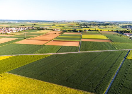 Campo
