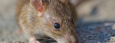El truco infalible que mantiene a los ratones alejados de tu jardín cuando más abrigo buscan 