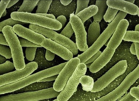 Cómo el descubridor de la E. coli lo hizo examinando caca de bebé