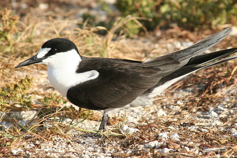 Viviendo sin tocar el suelo durante diez años: la vida del charrán sombrío