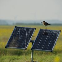 As aves de rapina em Sevilha (Espanha) encontraram um refúgio inusitado: os painéis solares 