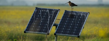 As aves de rapina em Sevilha (Espanha) encontraram um refúgio inusitado: os painéis solares 