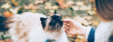 Qué comida hay que darle a tu gato y en qué cantidad 