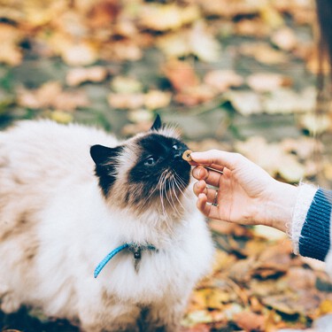 Qué comida hay que darle a tu gato y en qué cantidad 