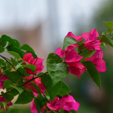 Siete plantas de exterior bonitas y que resisten la falta de riego: ideales para la terraza o el jardín