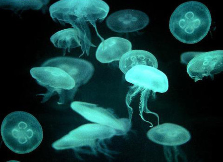 El ABC de las medusas: ¿por qué a mí? (II)