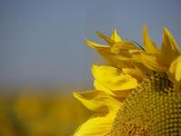 Pequeñas, ecológicas y competitivas