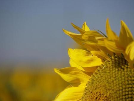 Pequeñas, ecológicas y competitivas