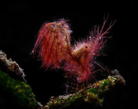 Compact Macro Sejung Jang Hairy