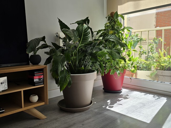 Plantas