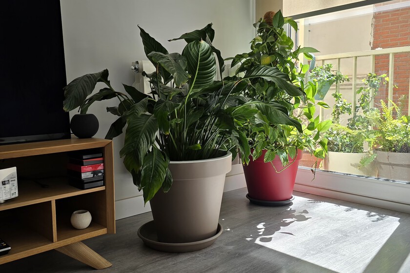 Plantas