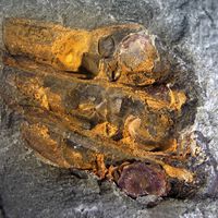 Fóssil de 295 milhões de anos encontrado na China aponta que as flores podem ter surgido antes dos dinossauros 