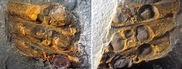 Fóssil de 295 milhões de anos encontrado na China aponta que as flores podem ter surgido antes dos dinossauros 