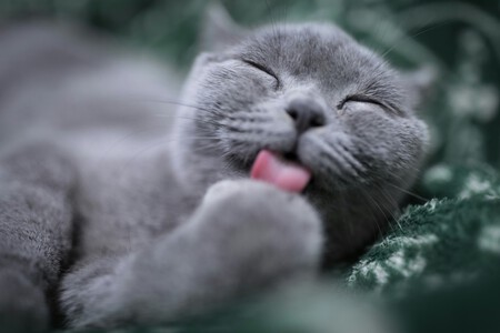 Gato cinza se lambendo