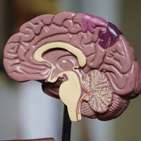Crear tejido cerebral con una impresora 3D ya es una realidad, y también una revolución que puede cambiarlo todo