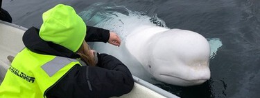 Localizan en aguas suecas a Hvaldimir, la ballena beluga que supuestamente escapó de Rusia cuando la entrenaban para espiar 
