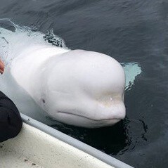Localizan en aguas suecas a Hvaldimir, la ballena beluga que supuestamente escapó de Rusia cuando la entrenaban para espiar 