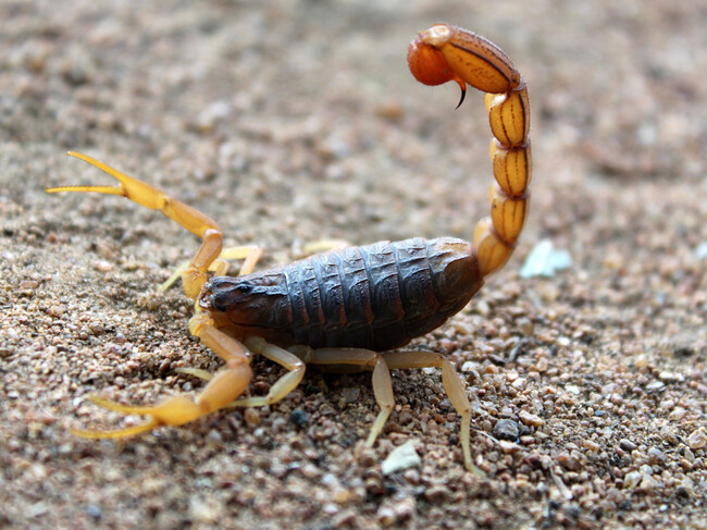 Escorpion Grande