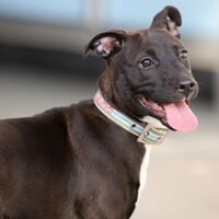 Su perra tenía un cáncer intratable. Un ingeniero sin formación médica usó ChatGPT y AlphaFold para reducirlo a la mitad