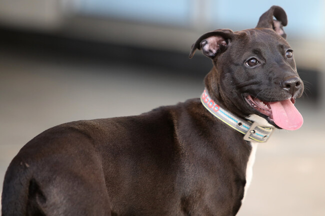 Bull Terrier
