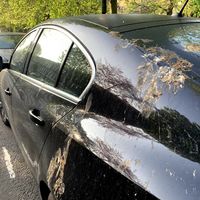 Sí, Ford creó popó artificial de pájaro para poner a prueba la pintura de sus autos