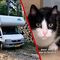 Sin Google Maps ni GPS: su gato hizo 200 km el solo para volver a casa en Francia tras escaparse de la autocaravana en España