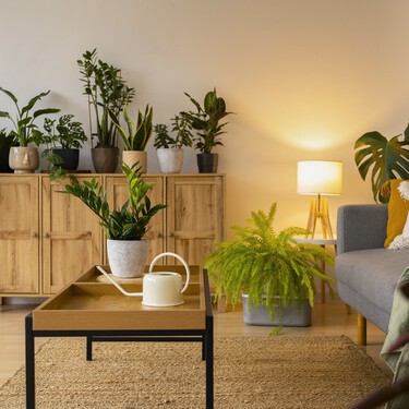 Aldi lanza hoy la planta exótica ideal para decorar cualquier salón con sus flores: está a un precio muy bajo en comparación con la competencia