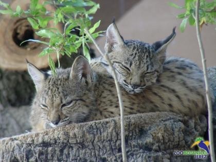 Mueren crías de Lince Ibérico en cautividad