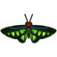 Butterfly Wings Brooke